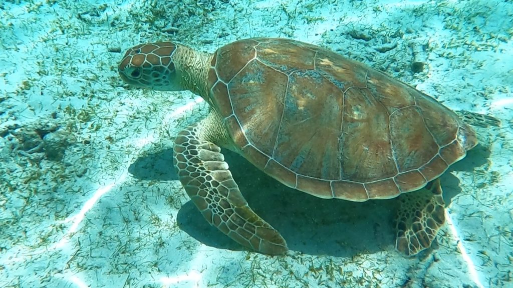 Turtles of the Gili Islands